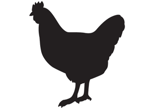 locatie: Nazomerse Poussin